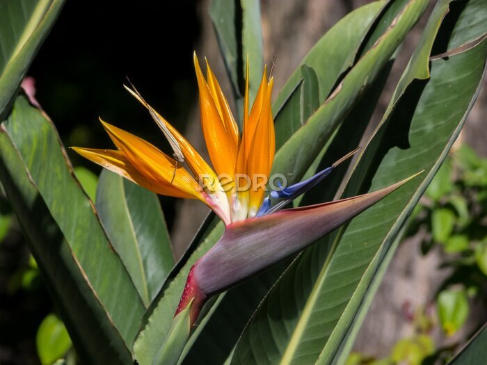 Papier peint  Strelitzia reginae, ave del paraiso