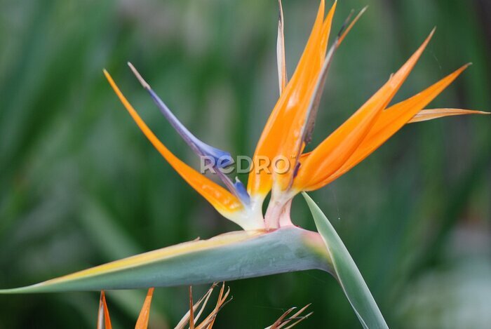 Papier peint  Strelitzia reginae. AVE DEL PARAÍSO