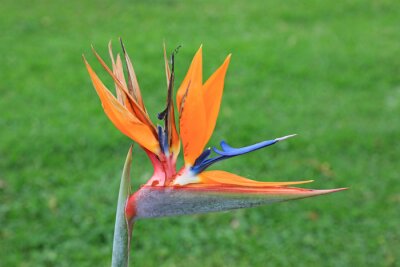 Papier peint  strelitzia reginae ave del paraiso flor del paraiso 4M0A6644-as22
