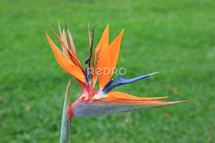 Papier peint  strelitzia reginae ave del paraiso flor del paraiso 4M0A6644-as22