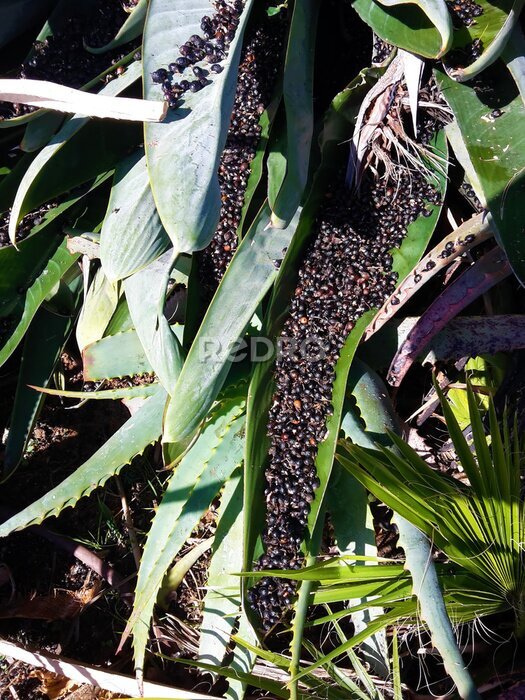 Papier peint  Strelitzia reginae avec des graines