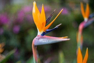 Papier peint  Strelitzia Reginae, Azores