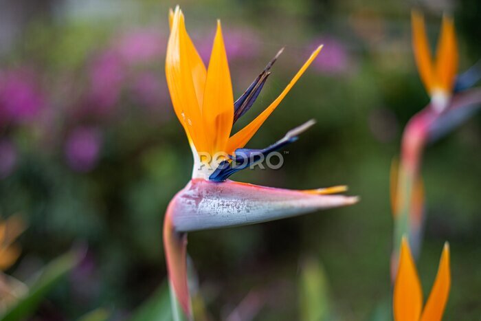 Papier peint  Strelitzia Reginae, Azores
