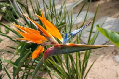 Papier peint  Strelitzia reginae Banks
Bird-of-paradise flower, or crane flower as it is sometimes known, was first introduced into Britain in 1773 by Francis Masson. Sir Joseph Banks named the exotic-looking plant