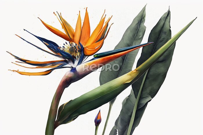 Papier peint  Strelitzia reginae. beautiful bird of paradise flower.