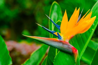 Papier peint  Strelitzia Reginae. Beautiful Bird of Paradise flower on the background of green leaves in soft focus. Tropical flower on Tenerife, Canary Islands, Spain.