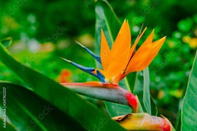 Papier peint  Strelitzia Reginae. Beautiful Bird of Paradise flower on the background of green leaves in soft focus. Tropical flower on Tenerife, Canary Islands, Spain.
