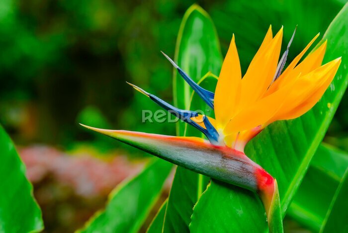 Papier peint  Strelitzia Reginae. Beautiful Bird of Paradise flower on the background of green leaves in soft focus. Tropical flower on Tenerife, Canary Islands, Spain.