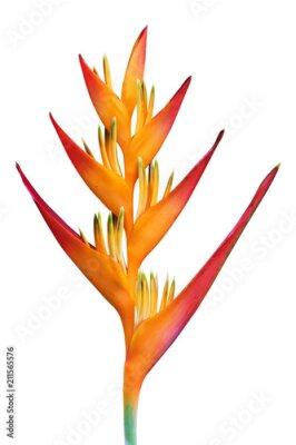 Papier peint  Strelitzia reginae belles fleurs isolés sur fond blanc