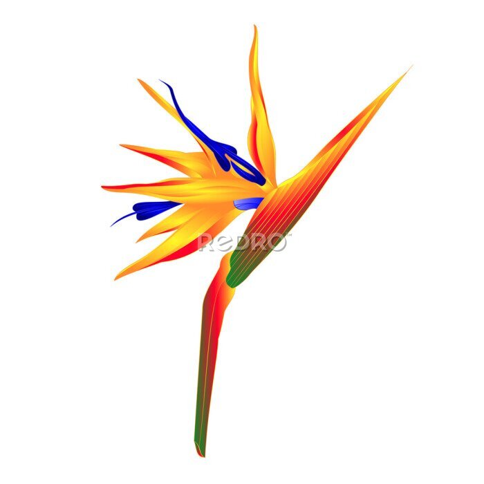 Papier peint  Strelitzia reginae belles fleurs tropicales isolées sur fond blanc illustration vectorielle vintage main éditable