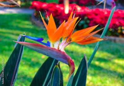 Papier peint  STRELITZIA REGINAE (bird of paradise)