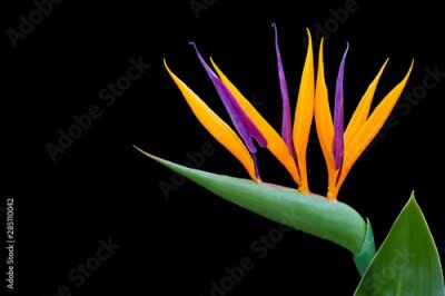 Papier peint  Strelitzia reginae - bird of paradise