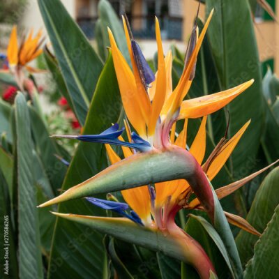 Papier peint  Strelitzia reginae (Bird of paradise)