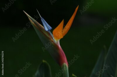 Papier peint  Strelitzia reginae, Bird-of-paradise 