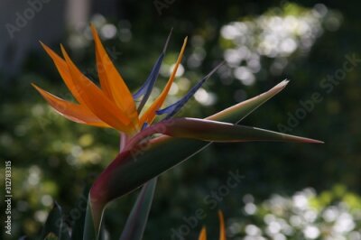 Papier peint  Strelitzia reginae, Bird-of-paradise 
