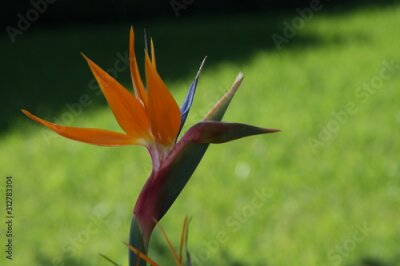 Papier peint  Strelitzia reginae, Bird-of-paradise 