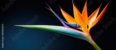 Papier peint  strelitzia reginae bird of paradise beautiful and exotic flower very colorful. Creative banner. Copyspace image