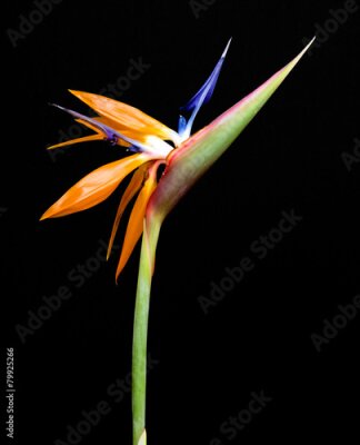 Papier peint  Strelitzia Reginae Bird of Paradise fleur