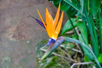 Papier peint  Strelitzia reginae (bird of paradise) flower
