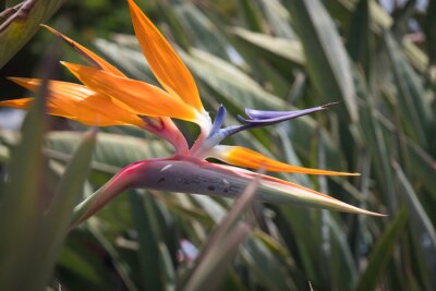Papier peint  Strelitzia reginae - Bird of paradise flower