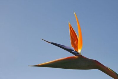 Papier peint  Strelitzia reginae, Bird of Paradise Flower