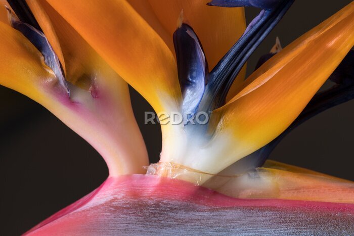 Papier peint  Strelitzia reginae, Bird of Paradise flower