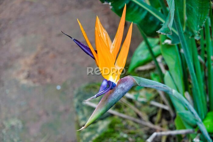 Papier peint  Strelitzia reginae (bird of paradise) flower