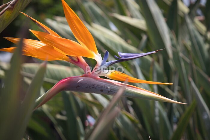 Papier peint  Strelitzia reginae - Bird of paradise flower