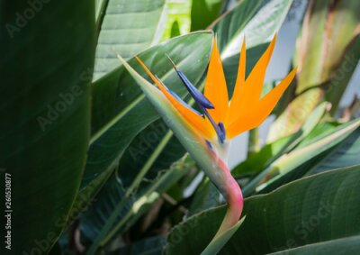 Papier peint  Strelitzia reginae (Bird of paradise flower) against leaves