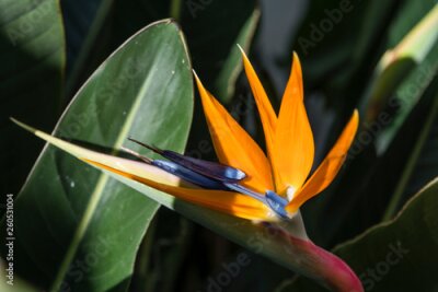 Papier peint  Strelitzia reginae (Bird of paradise flower) against leaves