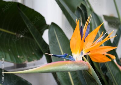 Papier peint  Strelitzia reginae (Bird of paradise flower) against leaves