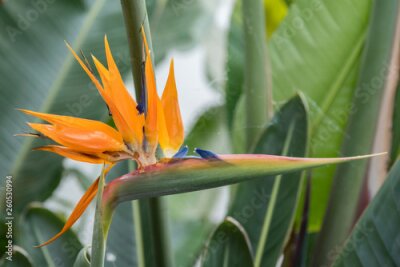 Papier peint  Strelitzia reginae (Bird of paradise flower) against leaves