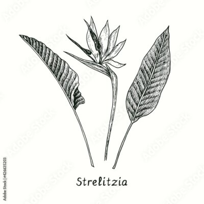 Papier peint  Strelitzia reginae (bird of paradise) flower and leaves. Ink black and white doodle drawing in woodcut style.