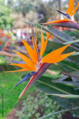 Papier peint  Strelitzia reginae, bird of paradise flower blooming, with green leaves and park background 