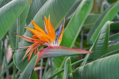 Papier peint  Strelitzia reginae, bird of paradise flower blooming, with green leaves background 
