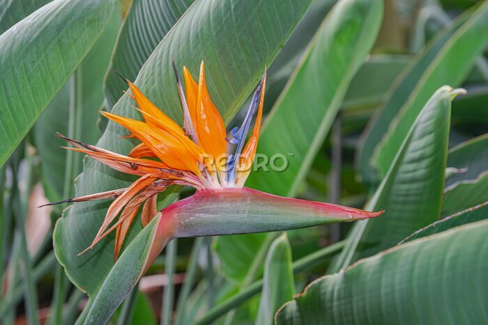 Papier peint  Strelitzia reginae, bird of paradise flower blooming, with green leaves background 