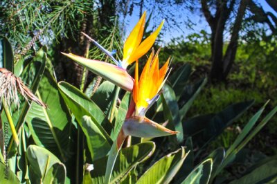 Papier peint  Strelitzia reginae - Bird of paradise flower / Crane flower