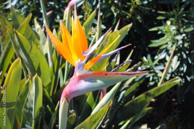 Papier peint  Strelitzia reginae - Bird of paradise flower / Crane flower