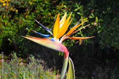 Papier peint  Strelitzia reginae - Bird of paradise flower / Crane flower