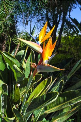 Papier peint  Strelitzia reginae - Bird of paradise flower / Crane flower