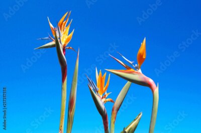 Papier peint   Strelitzia reginae - Bird of paradise flower / Crane flower