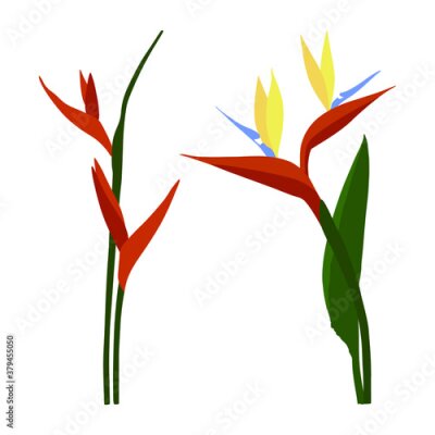 Papier peint  Strelitzia reginae (bird-of-paradise) flower. Flat vector illustration