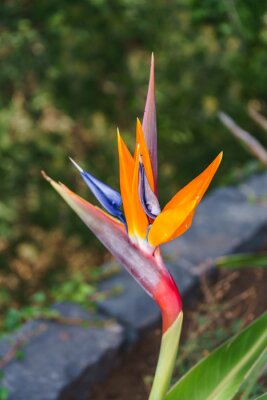 Papier peint  Strelitzia Reginae, bird of paradise flower in tropical garden, Madeira island