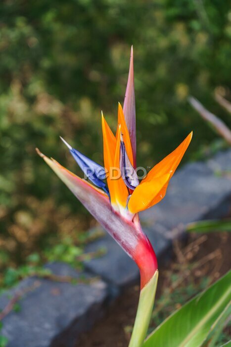 Papier peint  Strelitzia Reginae, bird of paradise flower in tropical garden, Madeira island