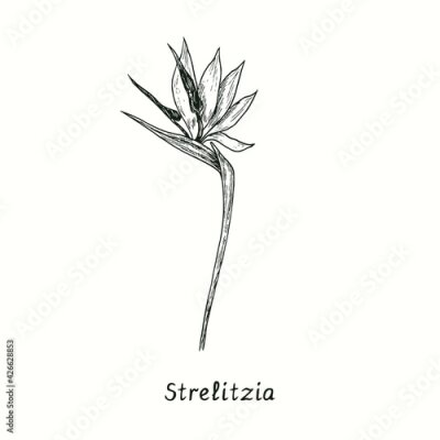 Papier peint  Strelitzia reginae (bird of paradise) flower. Ink black and white doodle drawing in woodcut style.