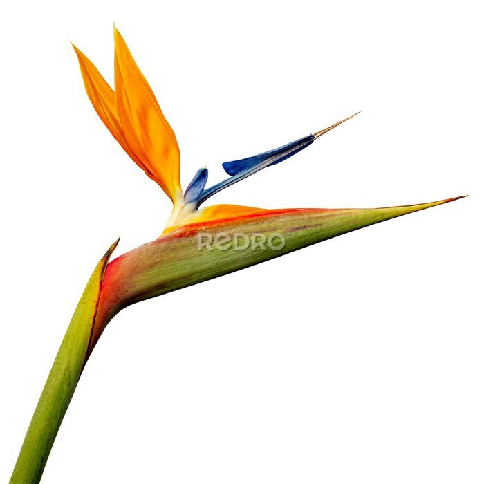 Papier peint  Strelitzia reginae, Bird of Paradise flower Isolated on a White Background, Close Up. Tropical Bird of Paradise flower isolated big size. Exotic bird of paradise flower isolated on white background