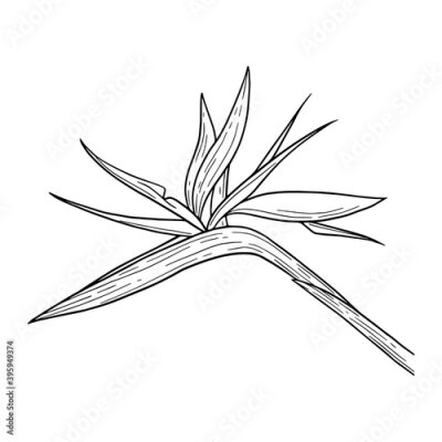 Papier peint  Strelitzia reginae (bird of paradise) flower isolated on a white background digital illustration. Hand painted tropical flower illustration.