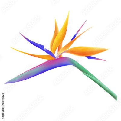 Papier peint  Strelitzia reginae (bird of paradise) flower isolated on a white background digital illustration. Hand painted tropical flower illustration.