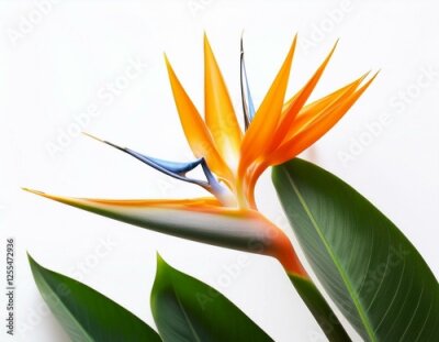 Papier peint  strelitzia reginae bird of paradise flower with green leaves isolated on a white background