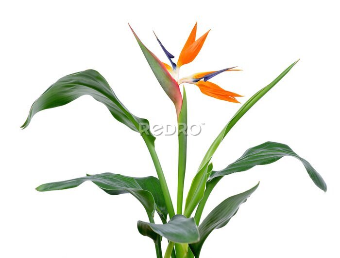 Papier peint  Strelitzia reginae, bird of paradise flower with green leaves isolated on a white background.